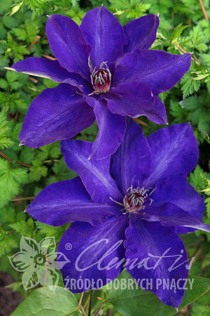 Клематис гибридный Зе Президент